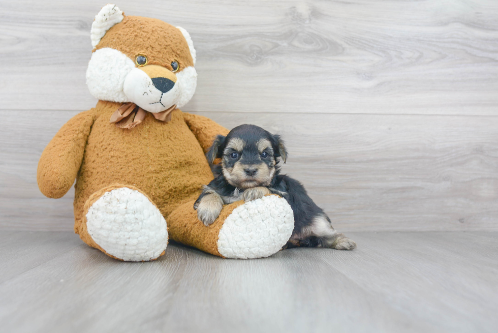 Playful Yorkie Designer Puppy
