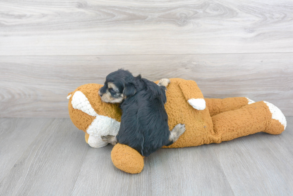 Friendly Morkie Baby