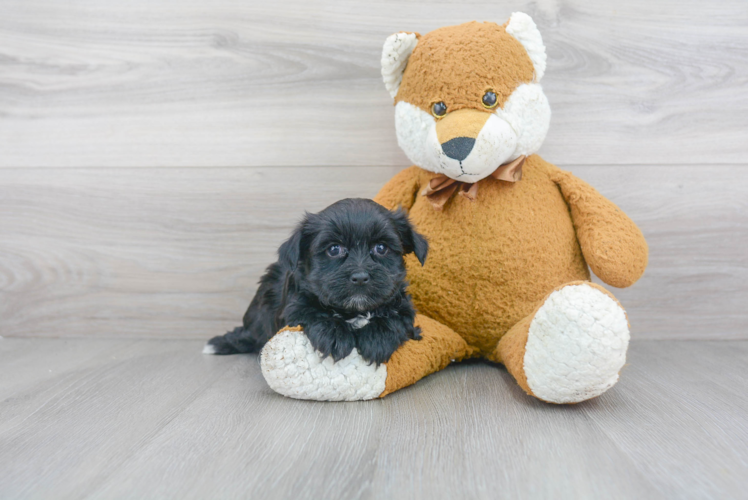 Fluffy Morkie Designer Pup