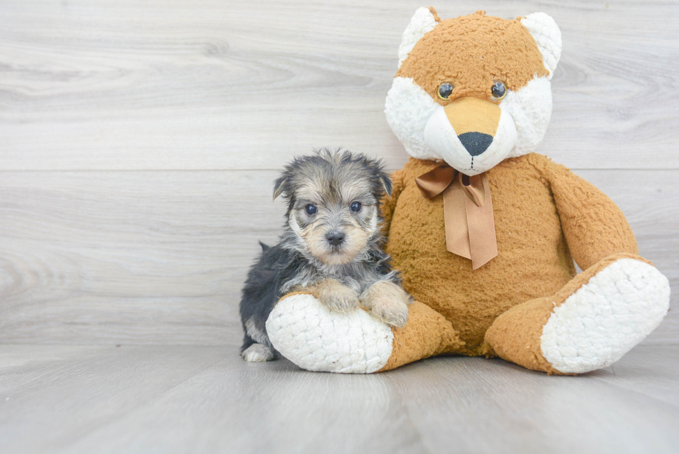 Morkie Puppy for Adoption