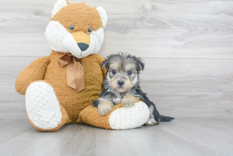Morkie Puppy for Adoption