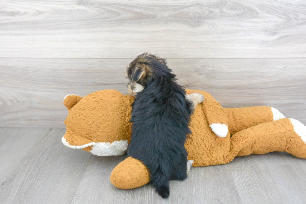 Little Yorkie Designer Puppy