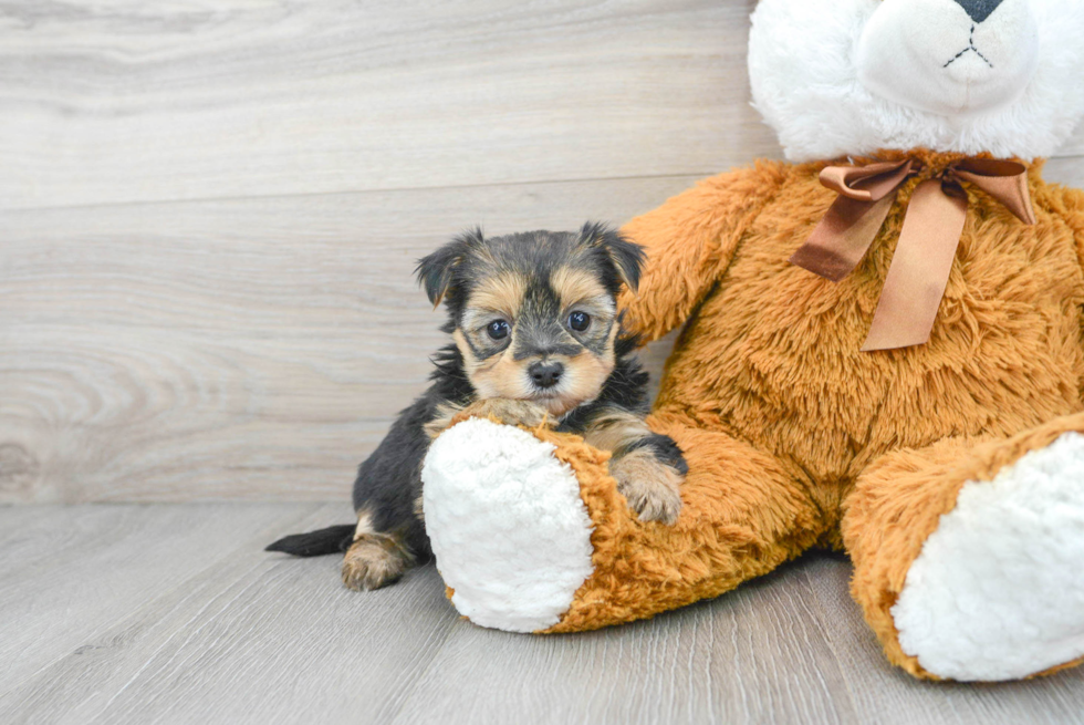 Little Yorkie Designer Puppy