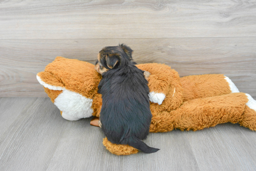 Adorable Yorkie Designer Puppy