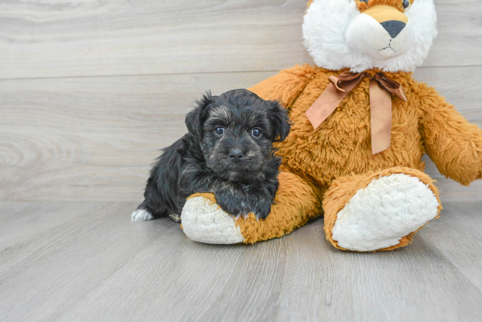 Little Yorkie Designer Puppy