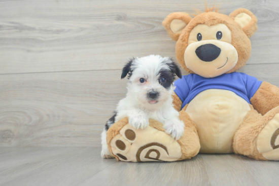 Playful Yorkie Designer Puppy