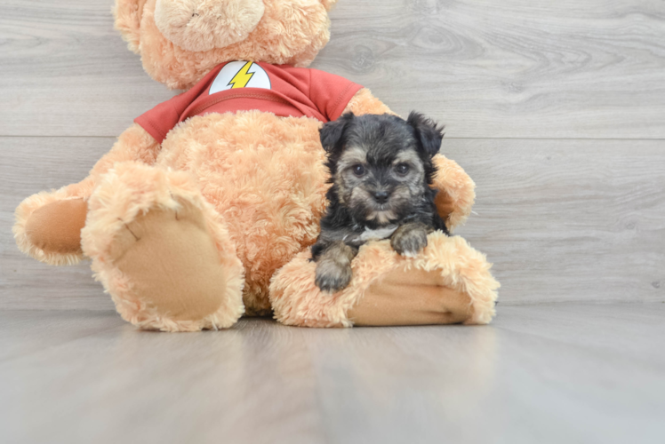 Morkie Puppy for Adoption