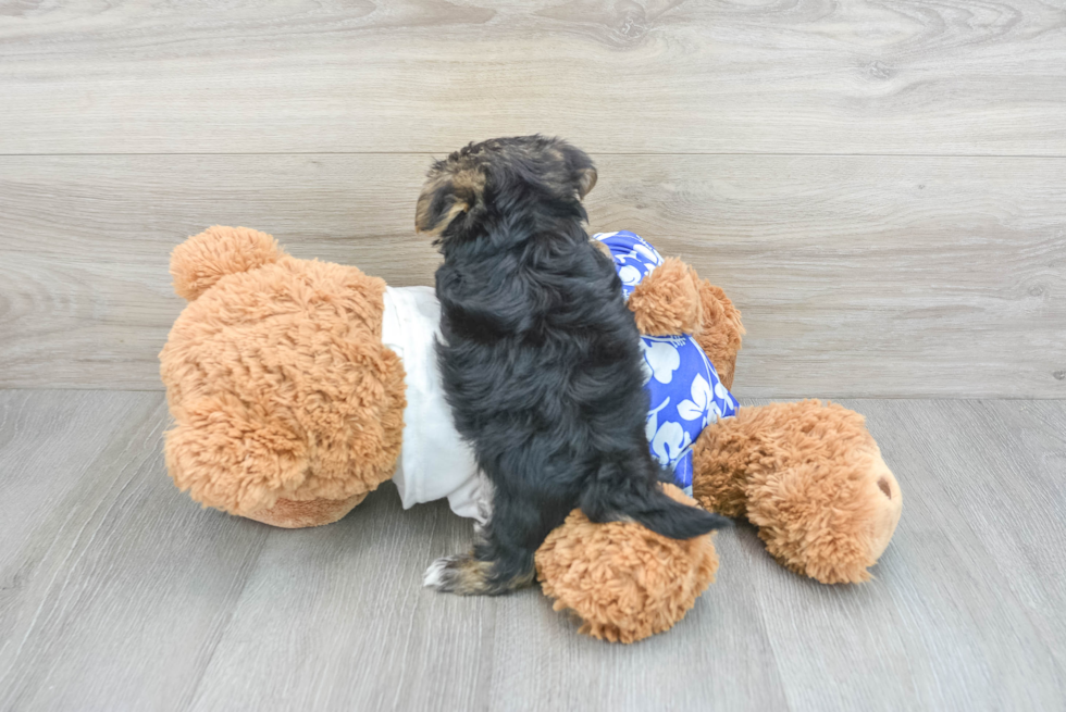 Morkie Pup Being Cute