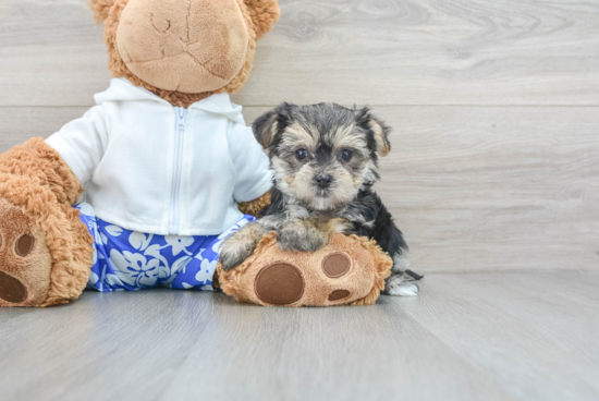 Morkie Puppy for Adoption