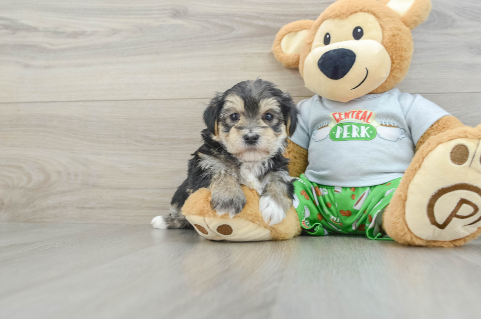 5 week old Morkie Puppy For Sale - Premier Pups