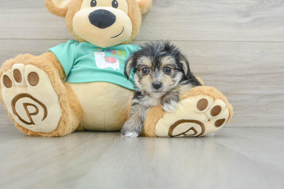 Small Morkie Baby