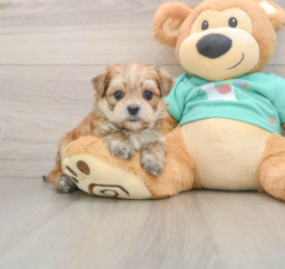 6 week old Morkie Puppy For Sale - Premier Pups