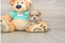 Petite Morkie Designer Pup