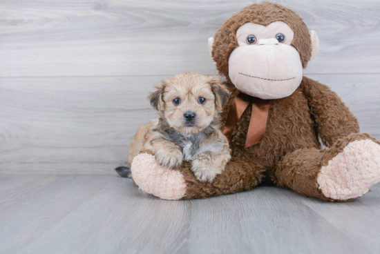 Morkie Pup Being Cute