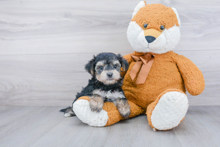 Morkie Pup Being Cute