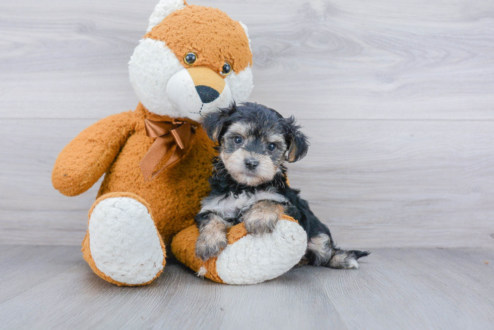 Morkie Pup Being Cute