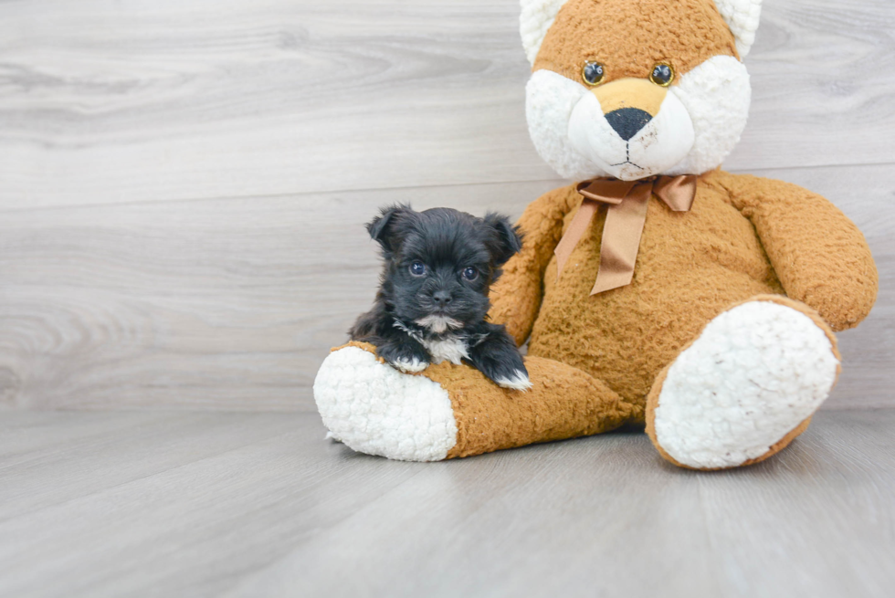 Friendly Morkie Baby