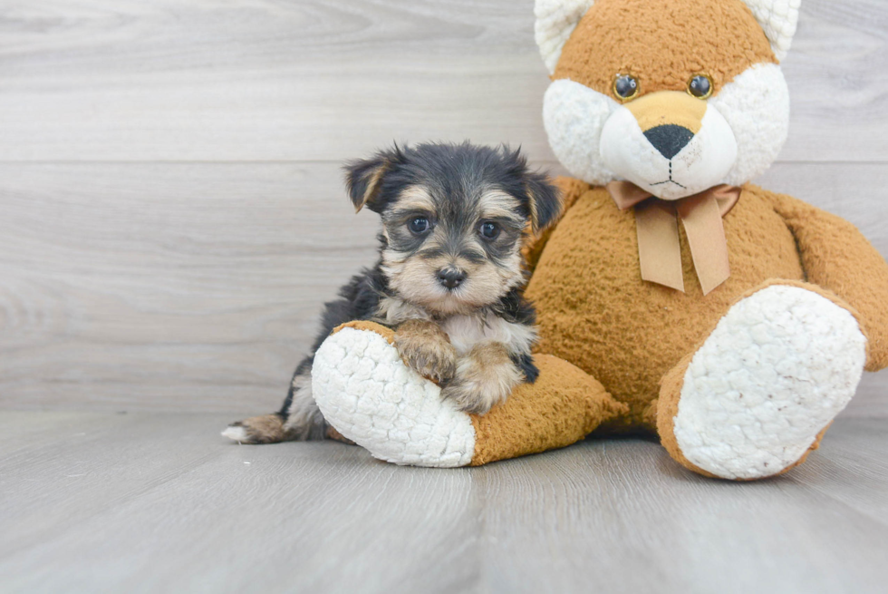 Morkie Pup Being Cute