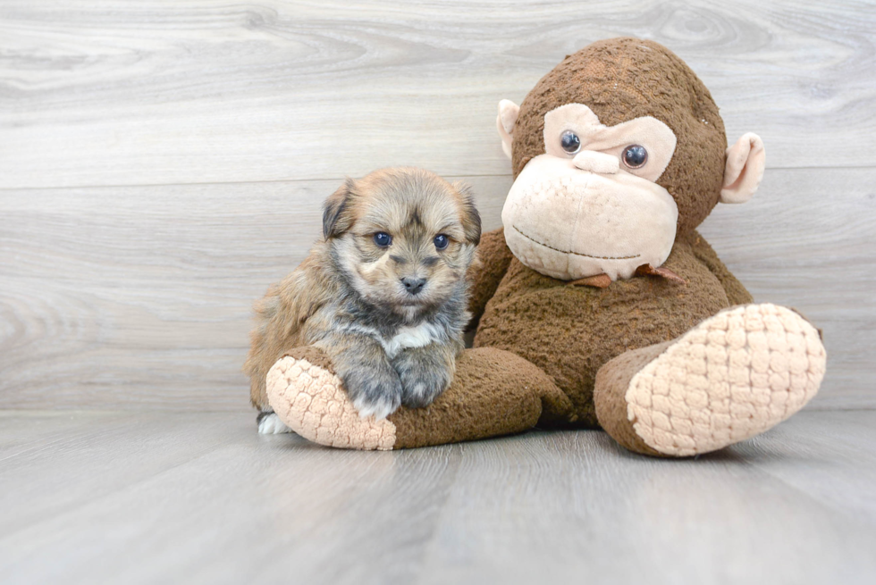 Morkie Pup Being Cute