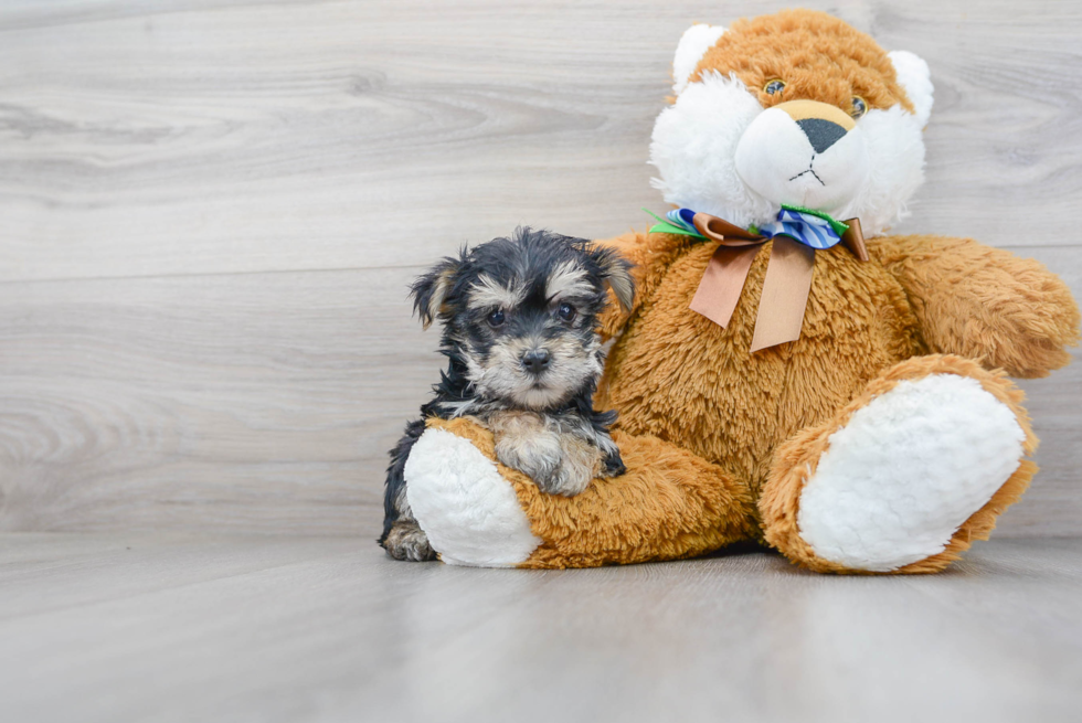 Morkie Pup Being Cute