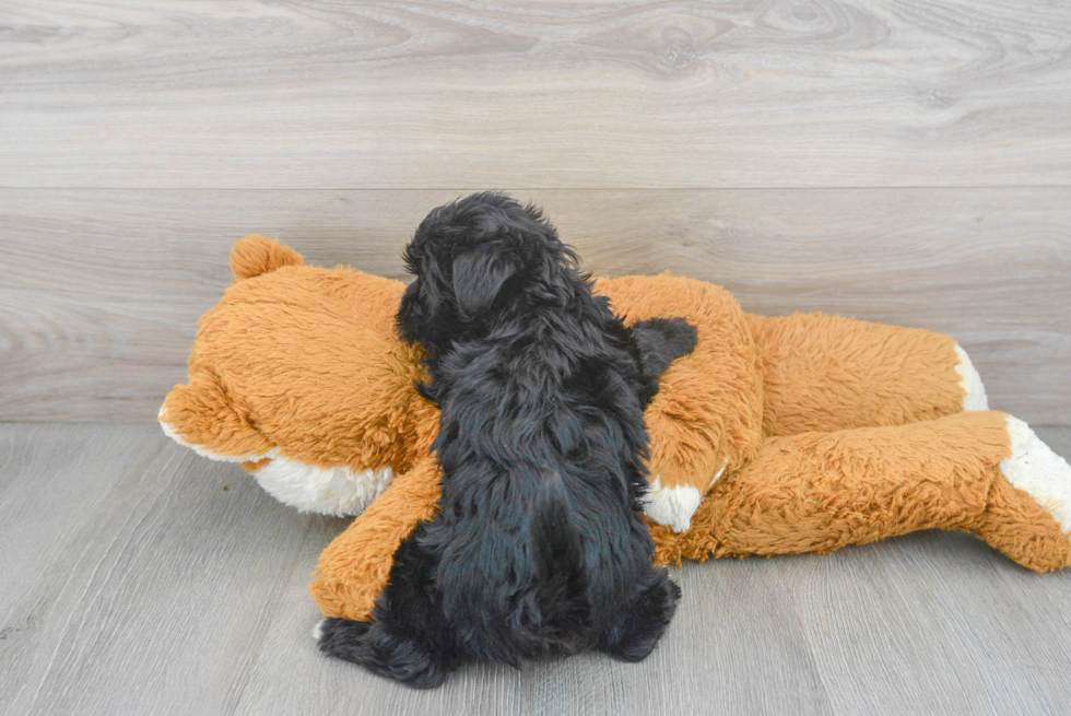 Morkie Pup Being Cute