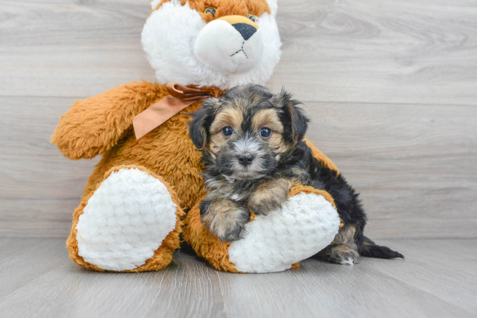 Fluffy Morkie Designer Pup