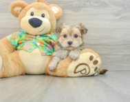 7 week old Morkie Puppy For Sale - Premier Pups