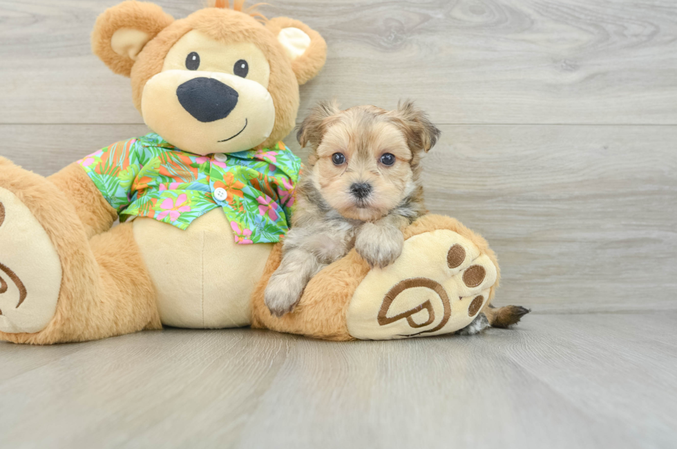 6 week old Morkie Puppy For Sale - Premier Pups