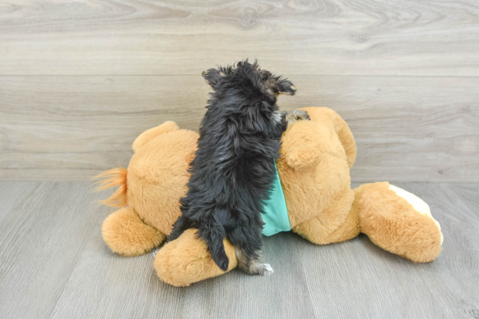 Morkie Pup Being Cute