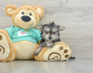 7 week old Morkie Puppy For Sale - Premier Pups