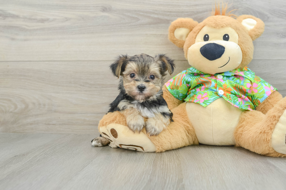 Petite Morkie Designer Pup