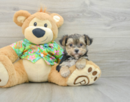 7 week old Morkie Puppy For Sale - Premier Pups