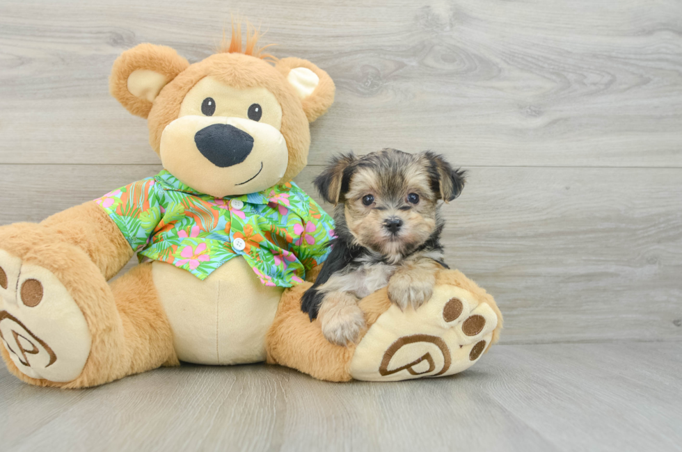 6 week old Morkie Puppy For Sale - Premier Pups