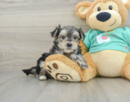 7 week old Morkie Puppy For Sale - Premier Pups