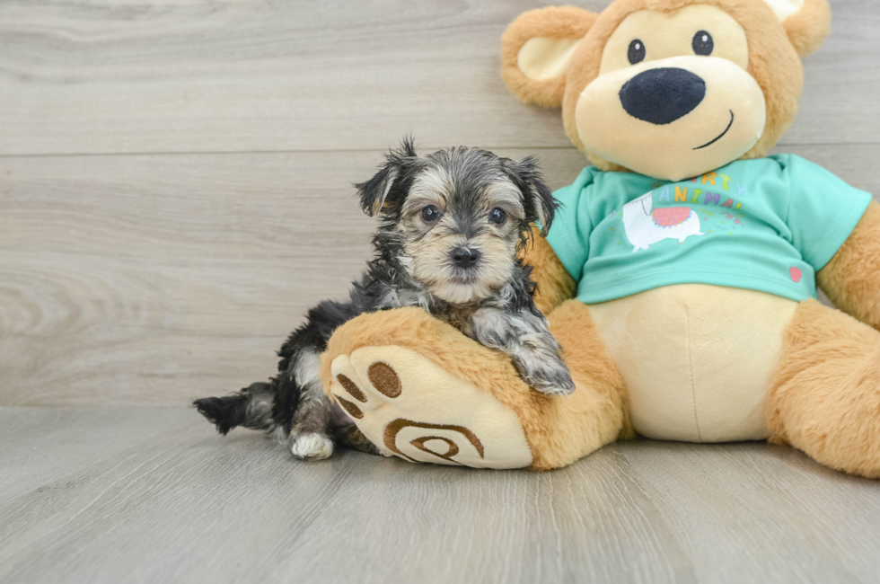 6 week old Morkie Puppy For Sale - Premier Pups