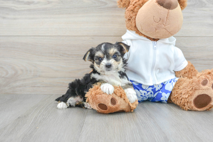 Happy Morkie Baby