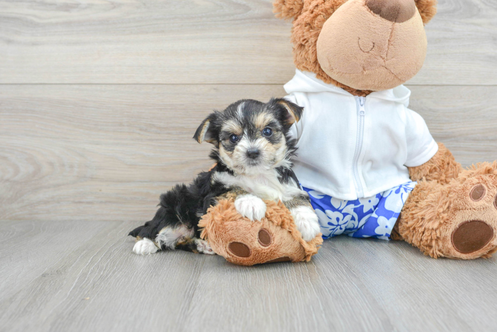 Happy Morkie Baby