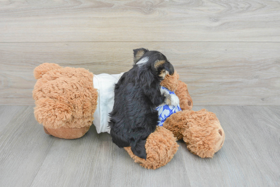 Best Morkie Baby