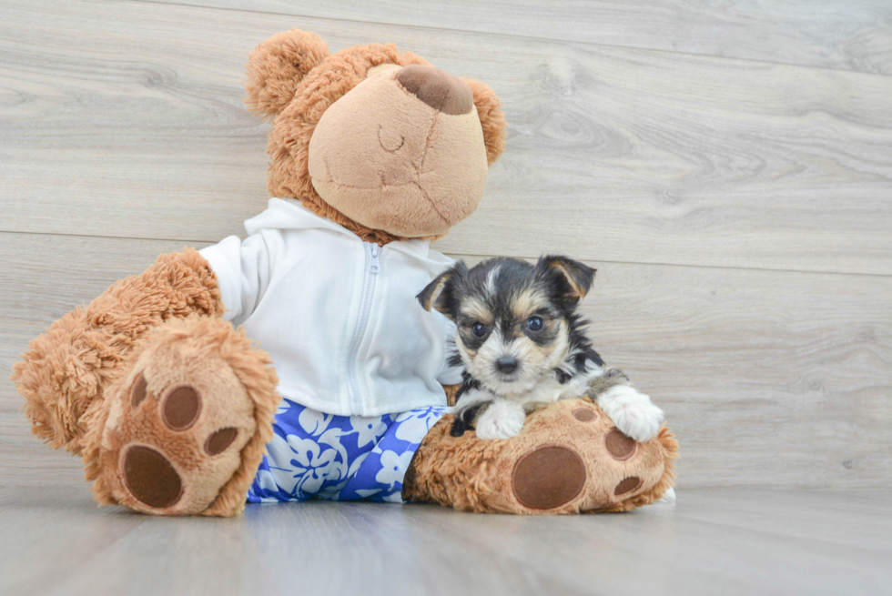 Morkie Pup Being Cute