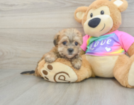 6 week old Morkie Puppy For Sale - Premier Pups