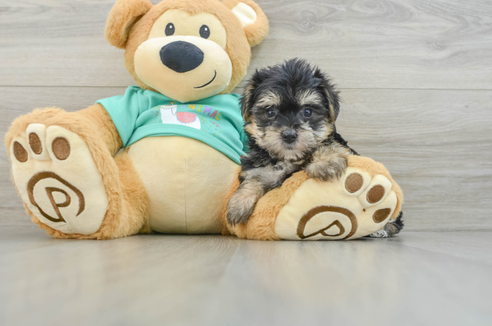 6 week old Morkie Puppy For Sale - Premier Pups