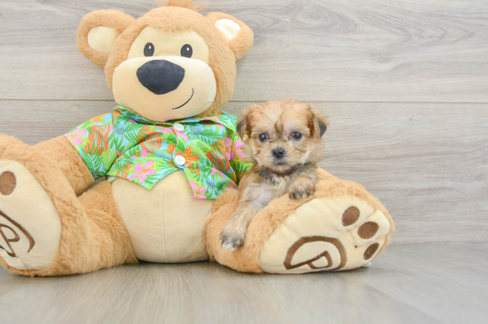 5 week old Morkie Puppy For Sale - Premier Pups