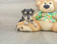 7 week old Morkie Puppy For Sale - Premier Pups