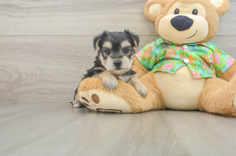 5 week old Morkie Puppy For Sale - Premier Pups