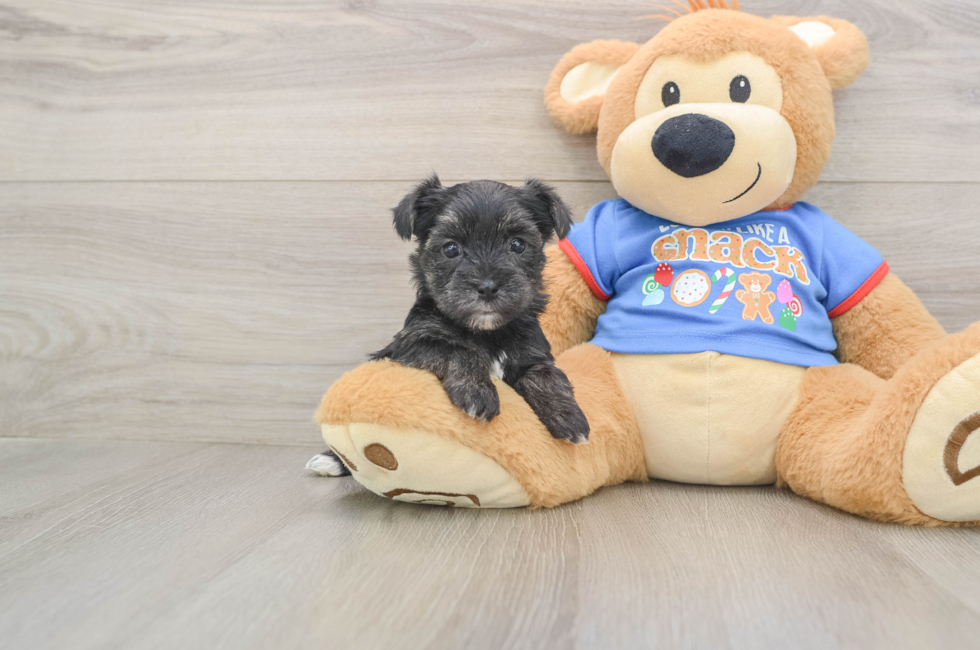 5 week old Morkie Puppy For Sale - Premier Pups
