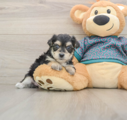 8 week old Morkie Puppy For Sale - Premier Pups
