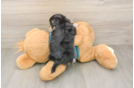 Energetic Maltese Yorkie Mix Designer Puppy