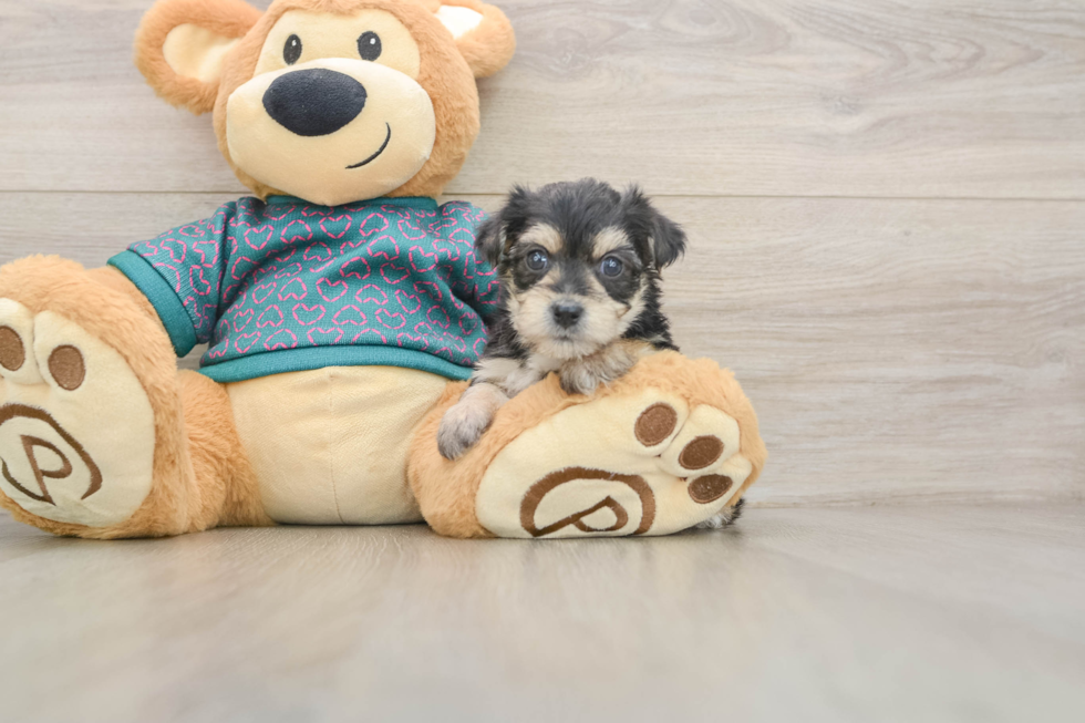 Morkie Puppy for Adoption