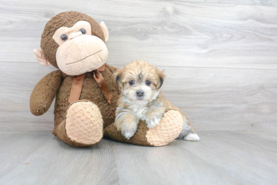 Adorable Yorkie Designer Puppy