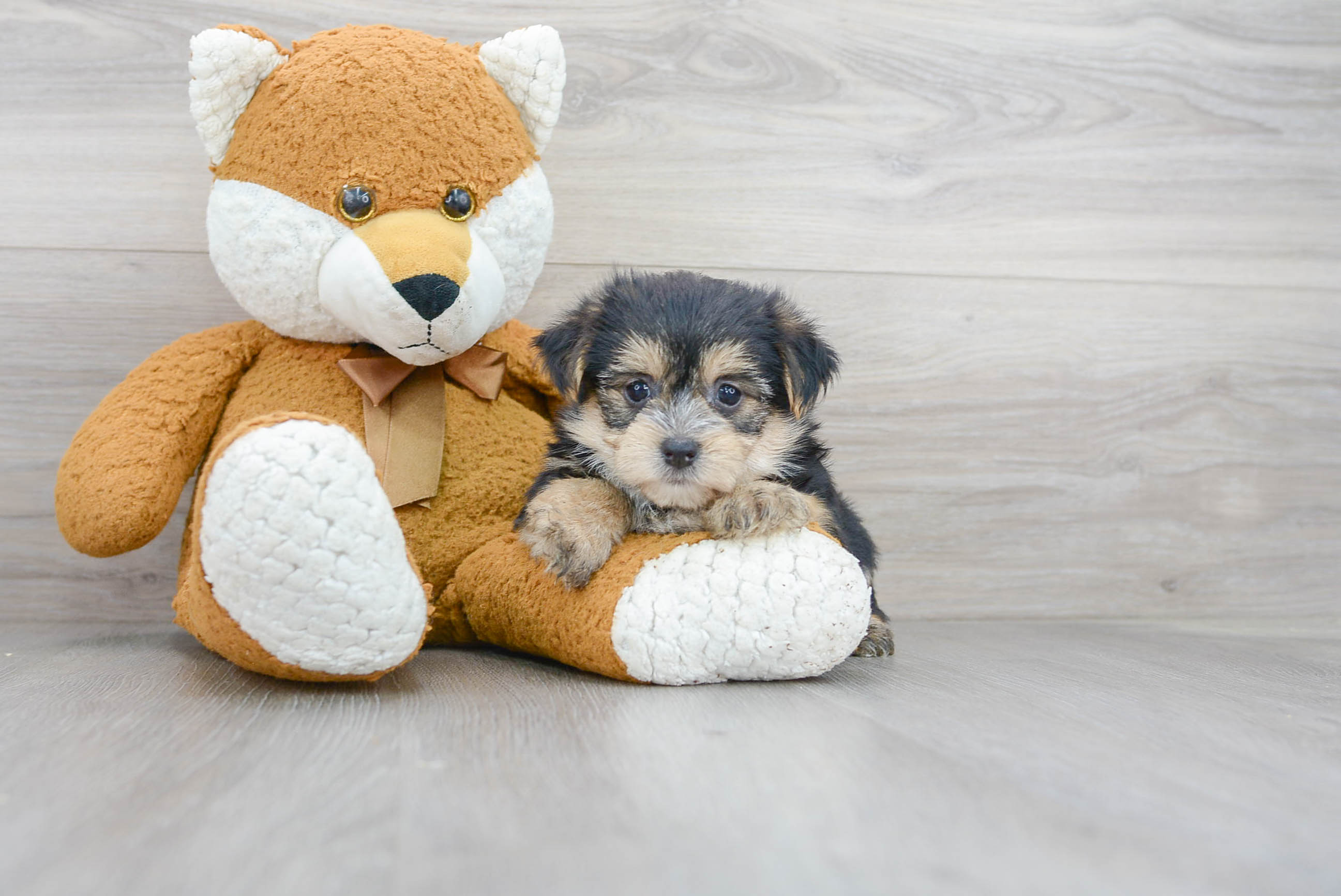 Little Yorkie Designer Puppy